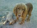 mis mascotas